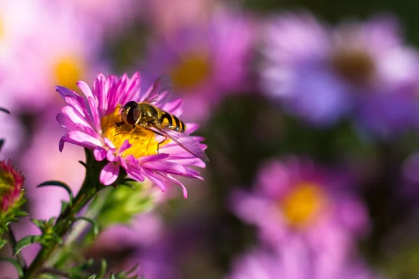 Bee op paarse bloem. Ondiepe scherptediepte — Stockfoto