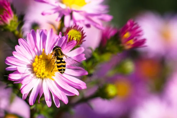 Bee op paarse bloem. Ondiepe scherptediepte — Stockfoto
