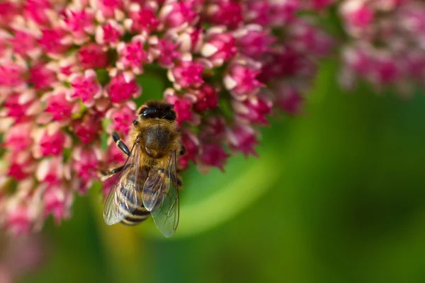 蜜蜂在粉红色的花。浅景深 — 图库照片