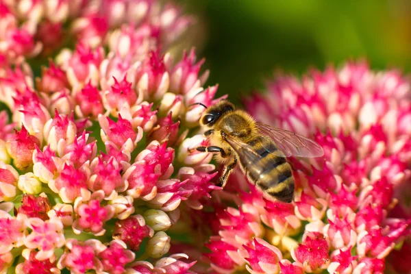 蜜蜂在粉红色的花。浅景深 — 图库照片