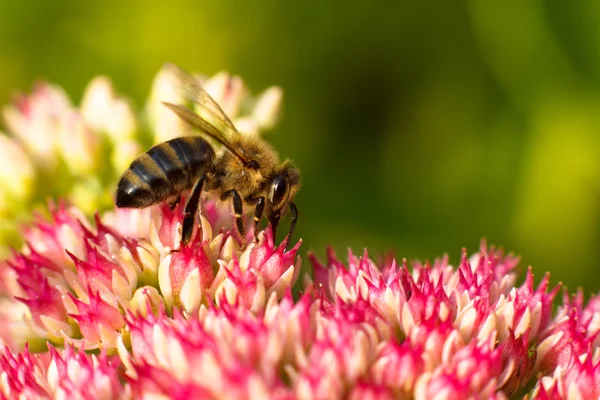 Abeja en flor rosa. Profundidad superficial del campo — Foto de Stock