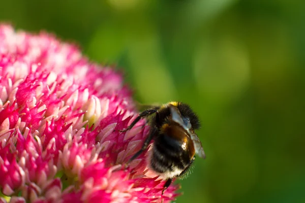 Pembe çiçek arıya. Sığ derinlik-in tarla — Stok fotoğraf