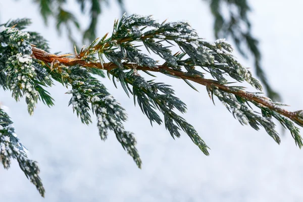 Rami di abete di neve sotto nevicata. Dettaglio inverno — Foto Stock