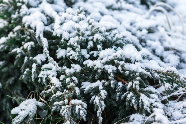 Ветки снежной ели под снегопадом. Зимние детали — стоковое фото