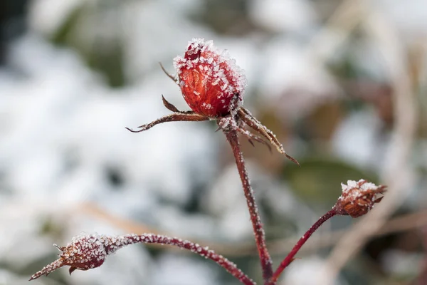 Красная роза с морозом. Замерзшая роза под снегом — стоковое фото