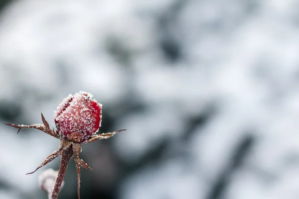 Красная роза с морозом. Замерзшая роза под снегом — стоковое фото