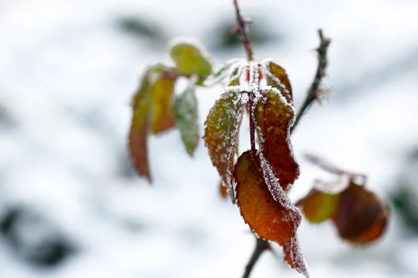 Мороз на листі. Заморожений лист під снігом — стокове фото