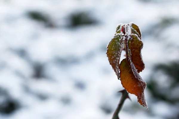 Мороз на листьях. Замороженный лист под снегом — стоковое фото