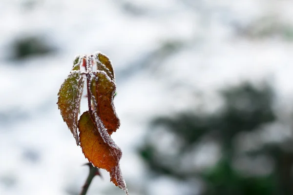 La helada en las hojas. Hoja congelada bajo la nieve — Foto de Stock