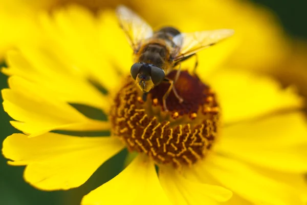 蜜蜂在黄色的花蕊上。浅景深 图库图片