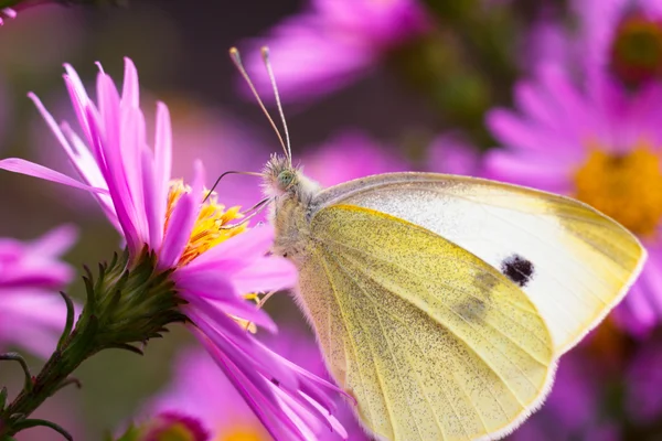 Крупним планом метелик на квітці Ліцензійні Стокові Зображення