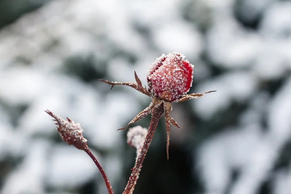 红玫瑰与霜冻。雪下的冻玫瑰 图库图片