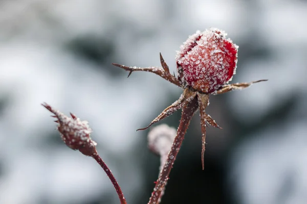 红玫瑰与霜冻。雪下的冻玫瑰 免版税图库图片