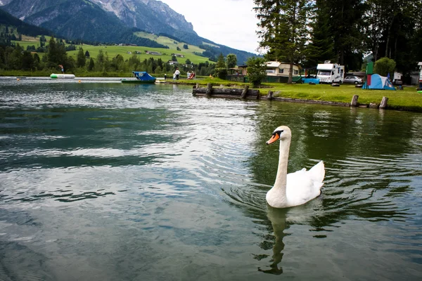 Svanen på vattnet på sjön — Stockfoto