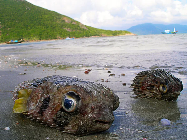Fugu fiskar på stranden. — Stockfoto