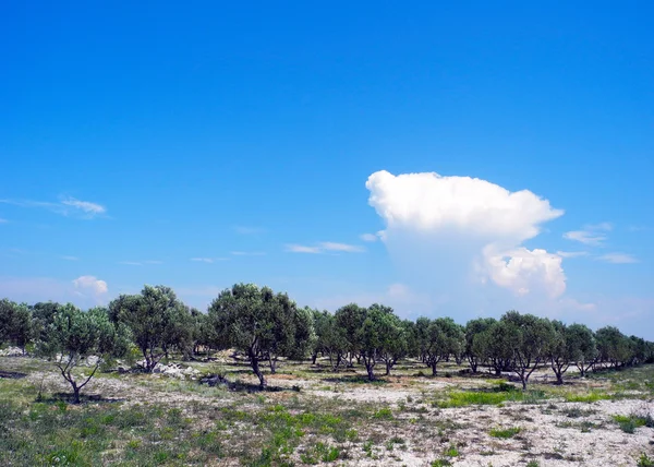 Olive grove v Chorvatsku. — Stock fotografie