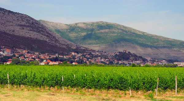 Vinhas e paisagem da cidade de Trebinje, Bósnia e Herzegovina . — Fotografia de Stock