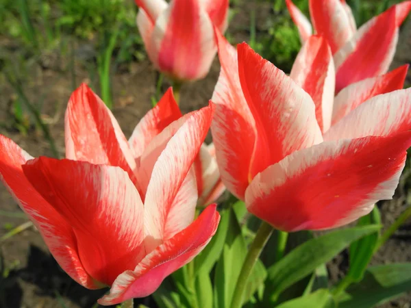 Der Charme der Frühlingstulpen. — Stockfoto