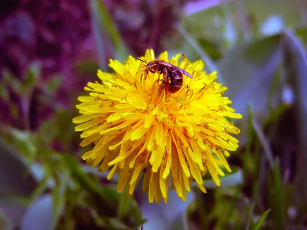 Bee work on a flower. — Stock Photo, Image