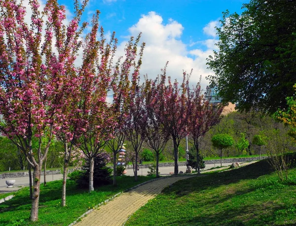 Callejón de flores de cerezo . —  Fotos de Stock