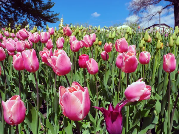 Landschaft aus blühenden Tulpen. — Stockfoto