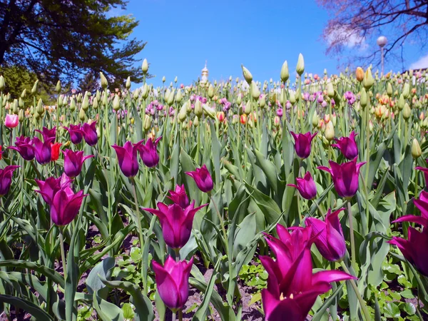 Landschaft aus blühenden Tulpen. — Stockfoto