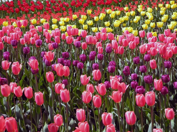 Landschaft aus blühenden Tulpen. — Stockfoto