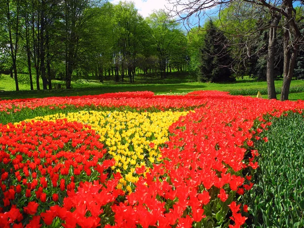 Landschaft aus blühenden Tulpen. — Stockfoto