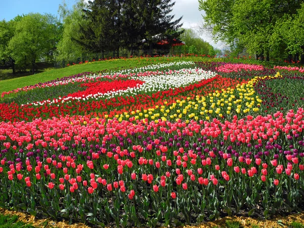 Landskap med blommande tulpaner. — Stockfoto