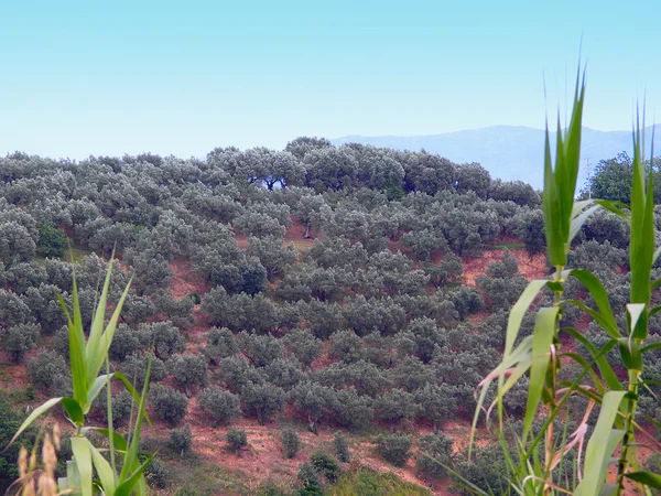 Olive grove in Italy. — Stock Photo, Image