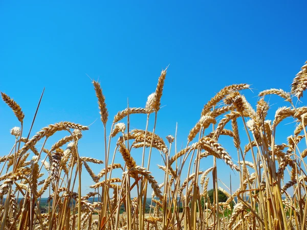 Buğday yakın çekim olgun kulaklar. — Stok fotoğraf
