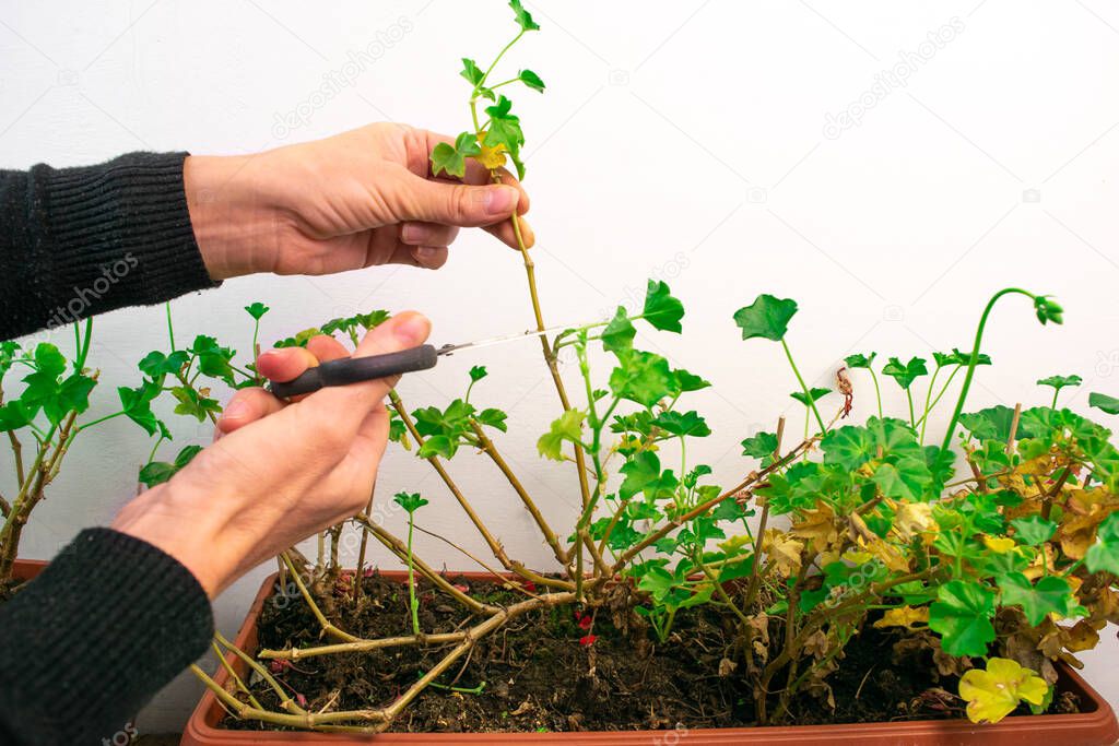 Plant care. Pruning geraniums for further lush flowering. Female hands cut off the branches and yellowed leaves of an ornamental plant with scissors.