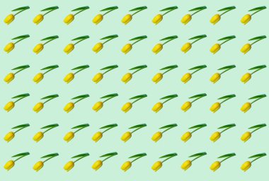 Açık yeşil arka planda izole edilmiş sarı lalelerin çiçek desenleri. Yaratıcı tatil konsepti. Düz yatıyordu. Üst görünüm.