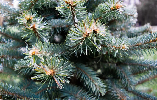 Twigs Blue Spruce Covered Ice Close Winter Weather Surprises Unexpected — Stock Photo, Image