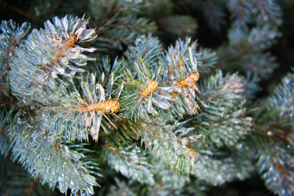 Twigs Blue Spruce Covered Ice Close Winter Weather Surprises Unexpected — Stock Photo, Image