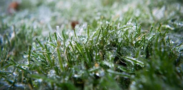 草の緑のブレードは透明な氷で覆われています 接近中だ 冬の天気は驚き 予期しない氷だ 温度の急激な低下は雨滴を凍結し すべてを滑りやすい氷で覆います — ストック写真