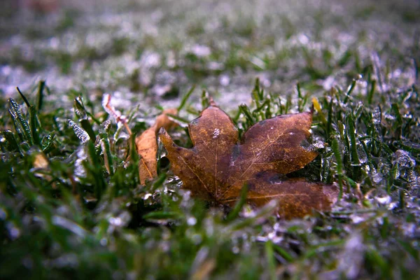 Brown maple leaf covered with transparent ice on green frozen grass. Winter weather surprises. Unexpected ice. The sharp drop in temperature froze the raindrops, covering everything with slippery ice.