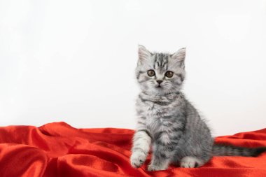 Gümüş üzerine siyah mermer kürklü küçük İskoç Heteroseksüel kedi yavrusu beyaz bir arka planda, kırmızı ipek kumaşın üzerinde oturuyor. Sevimli yavru kedi kameraya bakıyor.