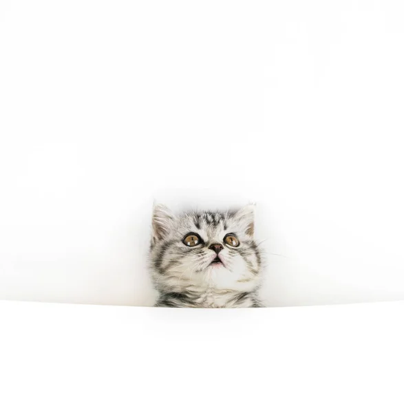 Face Little Scottish Straight Kitten Peeks Out Curiously White Background — Stock Photo, Image