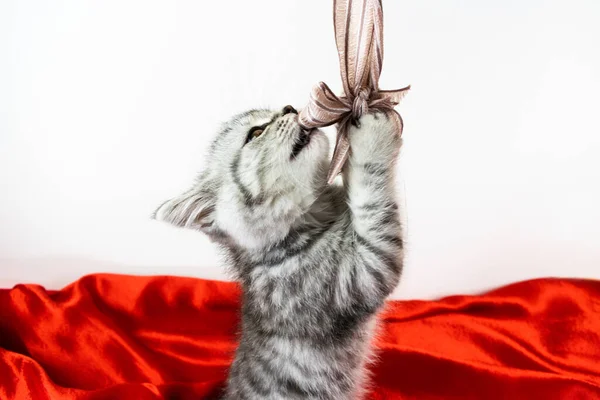 Μικρό Παιχνιδιάρικο Χαριτωμένο Scottish Straight Γάτα Γατάκι Άρπαξε Τόξο Του — Φωτογραφία Αρχείου