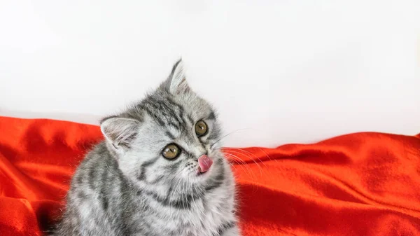 Little Cute Scottish Straight Kotek Wystawał Swój Język Lizanie Siedząc — Zdjęcie stockowe
