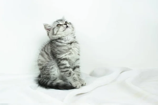 Little Cute Scottish Straight Kitten Sitting White Silk Fabric Looks — Stock Photo, Image