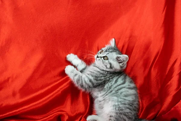 Cute Little Scottish Straight Kotek Futra Kolorowe Czarnym Marmurze Srebrze — Zdjęcie stockowe