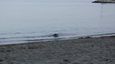 Bir martı sakin denizde yüzer ve tüylerini zevkle temizler, periyodik olarak kendini sallar ve kanatlarını çırpar..