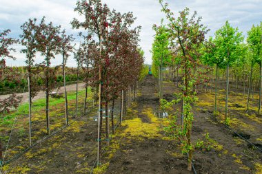 Plant nursery. Growing seedlings of coniferous, deciduous garden and ornamental trees. Nurseries may supply plants for gardens, agriculture, forestry and conservation biology. clipart