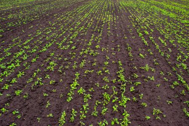 Genç bahar yeşil filizleri verimli kara topraklarda yetişiyor. Tarımsal tarım arazisi olan bir manzara. Yeşillik sebze tarlaları tarlada yetişir. Tarım, tarım. tarım arazileri.