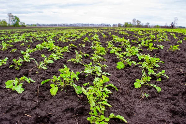 Jovens Brotos Primavera Verde Crescendo Campo Solo Negro Fértil Paisagem — Fotografia de Stock