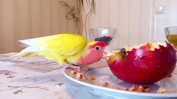 Schönes Papageienliebchen Nagt Kleinen Apfelstücken Die Der Mensch Der Hand — Stockvideo