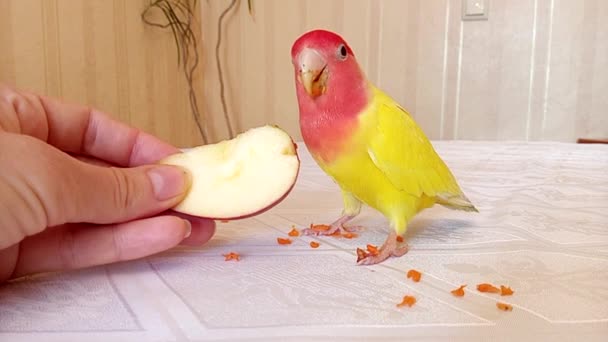 Hermosa Mascota Loro Tortolito Roe Pequeños Trozos Manzana Que Persona — Vídeos de Stock