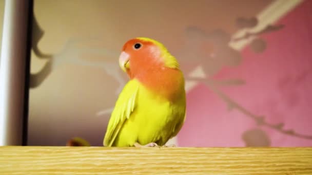 漂亮的宠物鸟在家里 红脸的爱情鸟 Agapornis Rosseicollis 坐在木制的表面上 这只鹦鹉也被称为蔷薇色或桃色的爱情鸟 — 图库视频影像